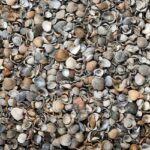 Schelpen 17L zak (mix) - Afbeelding 2