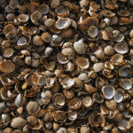 Bruine Noordzee schelpen - Afbeelding 3