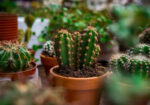 Florentus potgrond voor cactus en vetplanten 5L - 6 zakken - Afbeelding 3