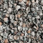 Schelpen Blauw/Grijs (Waddenzee) - Afbeelding 2