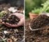 Wat is het verschil tussen compost en tuinaarde?