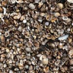 Schelpen Grijs/bruin (Mix) - Afbeelding 2