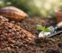 Cacaodoppen voordelen en nadelen uitgelegd