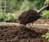 Hoeveel compost per vierkante meter?