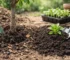 Bomengrond versus aanplantgrond verschil