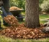 Houtsnippers aanbrengen rond bomen in 5 stappen
