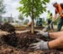 Praktijkvoorbeeld aanplant met bomengrond