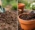 Teelaarde versus potgrond gebruiken: wat kies je?