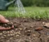 Waarom komt graszaad niet op? 8 oorzaken